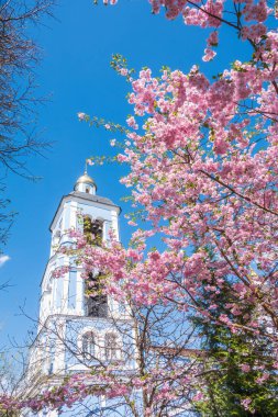 Çiçek açan pembe sakura çiçekleri mavi gökyüzünde ve kilise arka planında. Güzel çiçekli bahar arkaplan resmi.