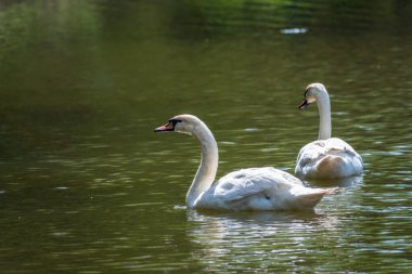 İki zarif beyaz kuğu karanlık suda yüzüyor. Dilsiz kuğu, Cygnus rengi.