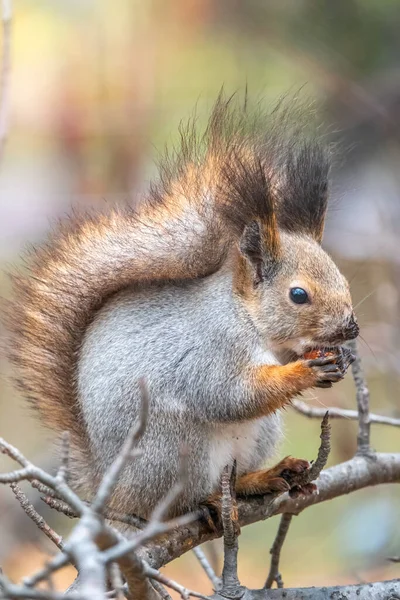 Белка Зимой Осенью Сидит Ветвях Евразийская Красная Белка Sciurus Vulgaris — стоковое фото