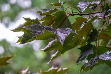 Acer platanoides, Norveç akçaağacı, yaz parkında veya ormanda yağmur damlaları olan taze akçaağaç yaprakları. Doğal yeşil arka plan. Ağaçtaki doğal yaprak dokusu.