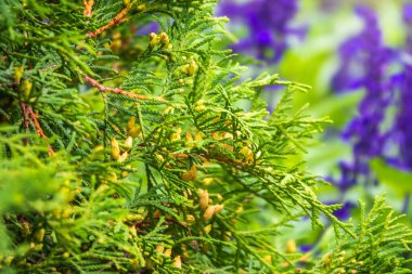 Thuja occidentalis çalısı her zaman yeşil kozalaklı ağaçtır. Yeşil kozalaklı selvi ağacı dalını kapatın. Thuja bataryaları, aynı zamanda kuzey beyaz sedir olarak da bilinir, doğu beyaz sedir.