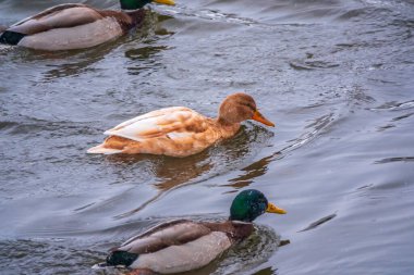 Sarı renkli Mallard dişi ördeği gölette yüzüyor. Hayvan polimorfizmi. Suda bir ördek dişi portresi. Mallard, lat. Anas platyrhynchos, kadın