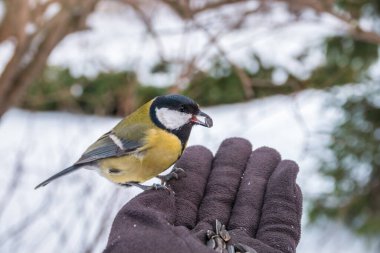 The tit eats seeds from a hand. A tit bird sitting on the hand and eating nuts.