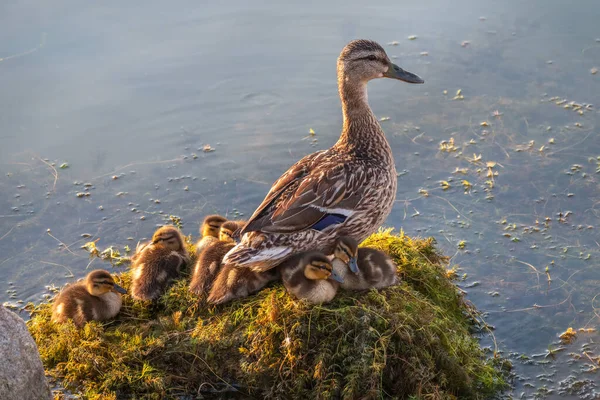 Pato Adulto Com Muitos Patinhos Senta Costa Verde Lagoa Patinhos — Fotografia de Stock