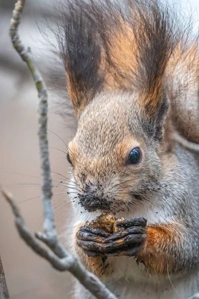 Wiewiórka Orzechem Siedzi Drzewie Zimą Lub Jesienią Eurazjatycka Czerwona Wiewiórka — Zdjęcie stockowe