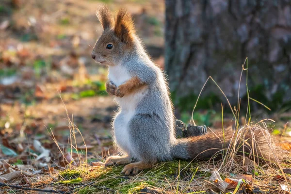 Herbsthörnchen Steht Auf Seinen Hinterbeinen Auf Grünem Gras Mit Abgefallenen — Stockfoto