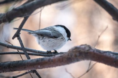 Cute bird The willow tit, song bird sitting on a branch without leaves in the winter. Willow tit perching on tree in winter. The willow tit, lat. Poecile montanus.