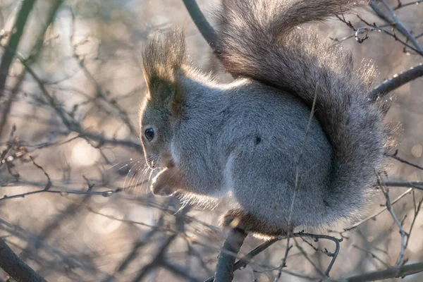 Eekhoorn Zit Winter Herfst Een Tak Euraziatische Rode Eekhoorn Sciurus — Stockfoto