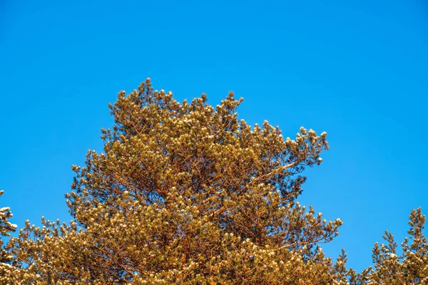 Zielone Gałązki Sosny Igłami Pokryte Śniegiem Tle Błękitnego Nieba Środowisko — Zdjęcie stockowe