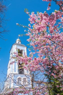 Çiçek açan pembe sakura çiçekleri mavi gökyüzünde ve kilise arka planında. Güzel çiçekli bahar arkaplan resmi.