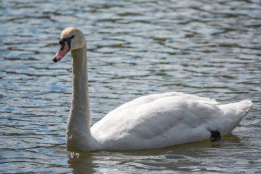 Koyu yeşil suyla gölde yüzen zarif beyaz bir kuğu. Beyaz kuğu suya yansıtılır. Dilsiz kuğu, Cygnus rengi.