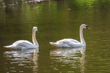 İki zarif beyaz kuğu karanlık suda yüzüyor. Dilsiz kuğu, Cygnus rengi.