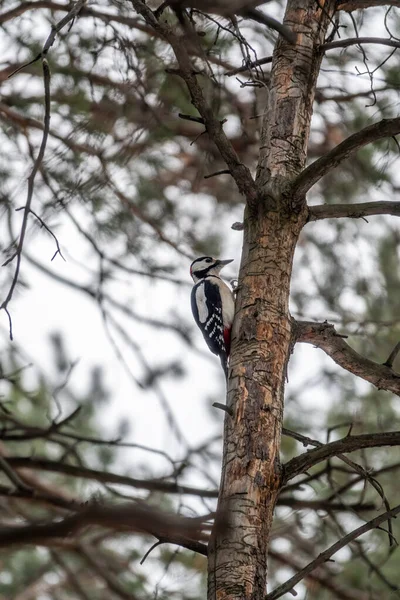 Little woodpecker sits on a tree trunk. A woodpecker obtains food on a large tree without leaves in winter. Survival of birds in the winter or autumn. The great spotted woodpecker, Dendrocopos major