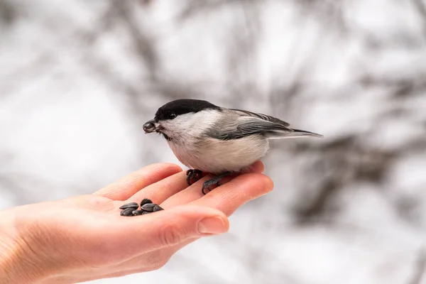 Willow Tit Sits Hand Eats Seeds Hungry Bird Willow Tit — Stockfoto