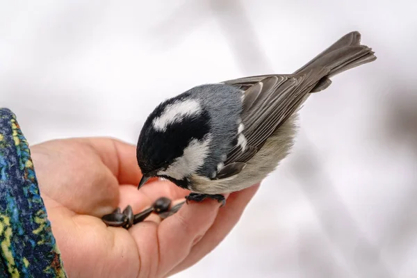 Tit Eats Seeds Child Hand Tit Bird Sitting Hand Eating — Stockfoto