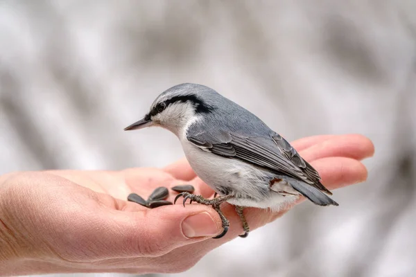 Eurázsiai Nuthatch Pálmából Eszi Magokat Éhes Madárfa Nünudli Eszik Magokat — Stock Fotó