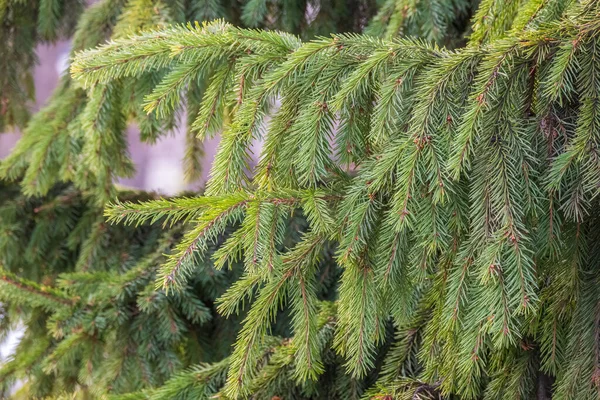 Háttér Zöld Lucfenyő Ágak Naplemente Fény Frissen Vágott Fenyőfa — Stock Fotó