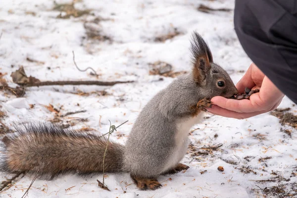 Kışın Sincap Bir Adamın Elinden Fındık Yiyor Kışın Sonbaharda Hayvanlara — Stok fotoğraf