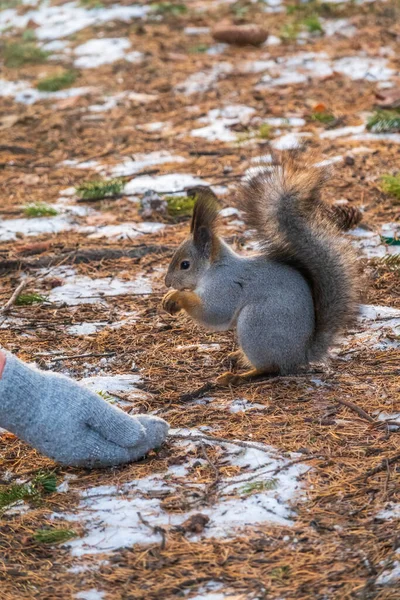 松鼠在冬天或秋天吃人的坚果 在冬天或秋天照顾动物 欧亚红松鼠 粗壮的科学龙 — 图库照片