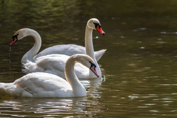 Graciösa Vita Svanar Simmar Sjön Svanar Naturen Den Stumma Svanen — Stockfoto