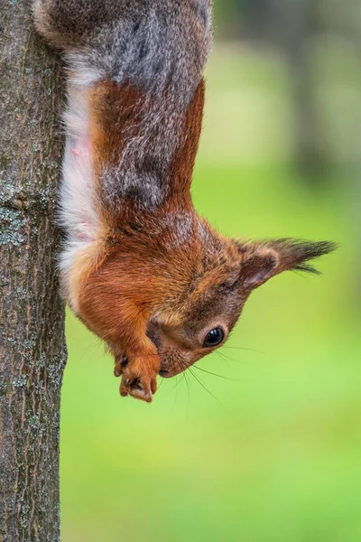 Squirrel Eats Nut While Sitting Upside Tree Trunk Squirrel Hangs — Stock Photo, Image