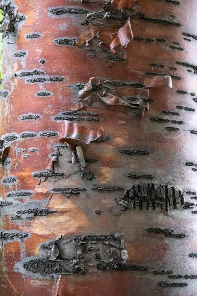 Prunus Padus Kuş Kirazı Böğürtlen Böğürtlen Yeşil Ormanda Mayday Ağacı — Stok fotoğraf
