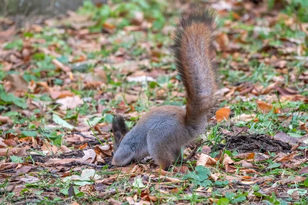 Ardilla Otoño Esconde Nueces Hierba Verde Con Hojas Amarillas Caídas — Foto de Stock