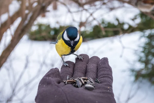 The tit eats seeds from a hand. A tit bird sitting on the hand and eating nuts. Caring for animals in winter or autumn.