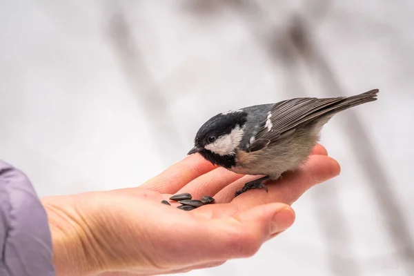 Tit Eats Seeds Hand Tit Bird Sitting Hand Eating Nuts — Stock Fotó