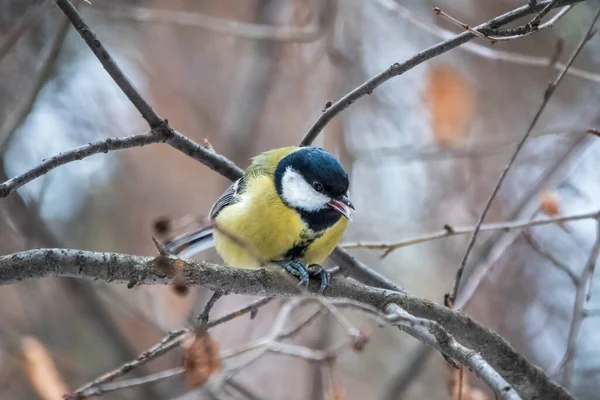 Cute Bird Great Tit Songbird Sitting Branch Leaves Autumn Winter — 스톡 사진