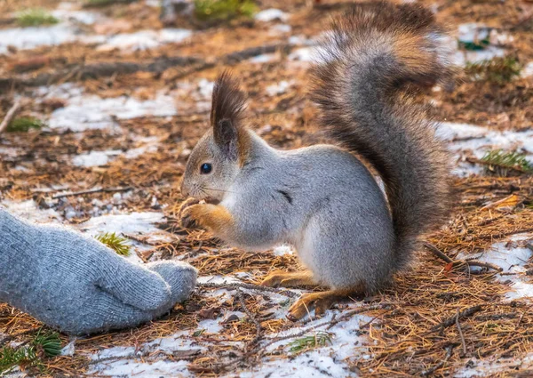 松鼠在冬天或秋天吃人的坚果 在冬天或秋天照顾动物 欧亚红松鼠 粗壮的科学龙 — 图库照片