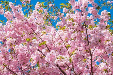 Çiçek açan pembe sakura çiçekleri. Güzel çiçekli bahar arkaplan resmi.
