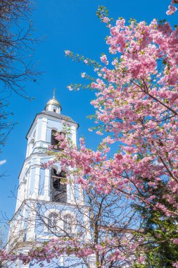 Çiçek açan pembe sakura çiçekleri mavi gökyüzünde ve kilise arka planında. Güzel çiçekli bahar arkaplan resmi.
