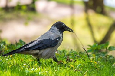 Siyah karga yeşil çimlerde yürüyor. Kuzgun çimlerin üzerinde. Çayırdaki vahşi kuş. Şehir hayvanlarının yırtıcı hayvanı. Vahşi hayvanın arka planı.
