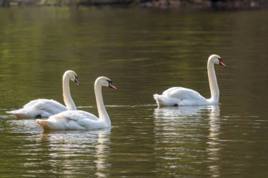 Gölde yüzen zarif beyaz kuğular, vahşi doğada yüzen kuğular. Dilsiz kuğu, Latince adı Cygnus olor.