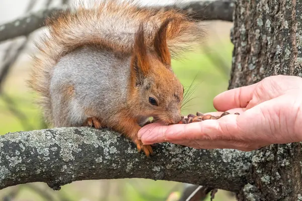 Ένας Σκίουρος Την Άνοιξη Φθινόπωρο Τρώει Καρύδια Από Ένα Ανθρώπινο — Φωτογραφία Αρχείου
