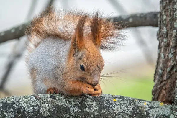 Das Eichhörnchen Mit Der Mutter Sitzt Frühling Oder Sommer Auf — Stockfoto