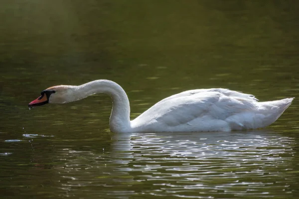 Elegante Cisne Blanco Nadando Lago Con Agua Verde Oscura Cisne — Foto de Stock
