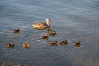 Bir ördek ailesi, bir ördek ve küçük ördekleri suda yüzüyorlar. Ördek yeni doğan ördek yavrularıyla ilgilenir. Ördek yavruları hep birlikte. Mallard, lat. Anas platyrhynchos