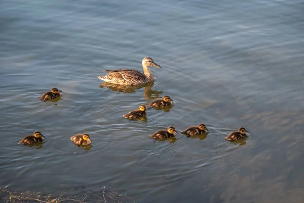 Uma Família Patos Pato Seus Pequenos Patinhos Estão Nadando Água — Fotografia de Stock