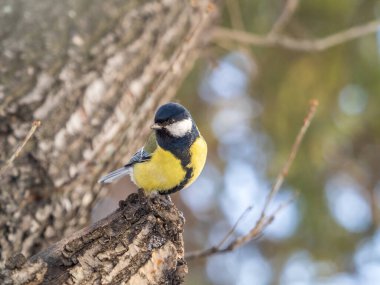 Cute bird Great tit, songbird sitting on a branch without leaves in the autumn or winter. Parus major