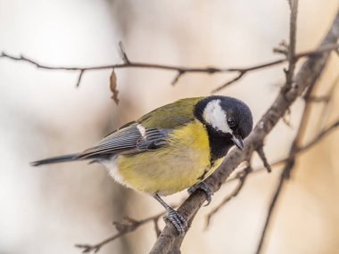 Cute bird Great tit, songbird sitting on a branch without leaves in the autumn or winter. Parus major