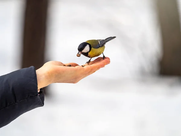 Girl Feeds Tit Palm Bird Sits Woman Hand Eats Seeds — Stok fotoğraf