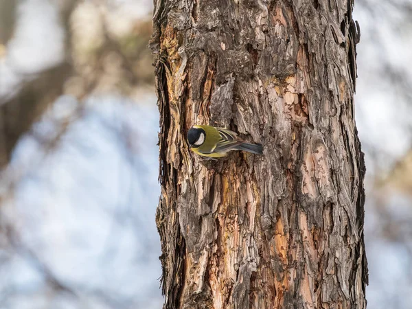 Cute Bird Great Tit Songbird Sitting Tree Trunk Parus Major — 스톡 사진