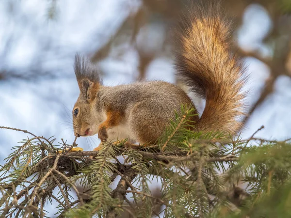Esquilo Com Cauda Grande Senta Galhos Árvore Inverno Outono Esquilo — Fotografia de Stock
