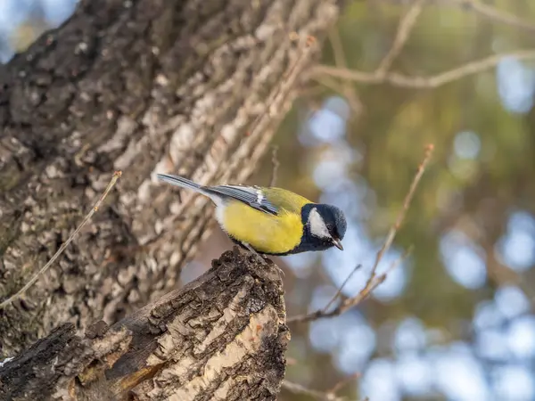 Putzige Vogel Kohlmeise Singvogel Sitzt Auf Einem Zweig Ohne Blätter — Stockfoto