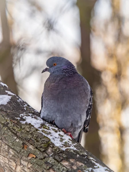 Pombo Gordo Sentado Num Galho Pássaro Pombo Doméstico Fundo Natural — Fotografia de Stock