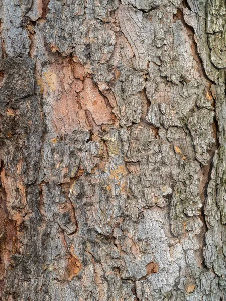 Oude Hout Schors Textuur Achtergrond Rode Pijnboom — Stockfoto