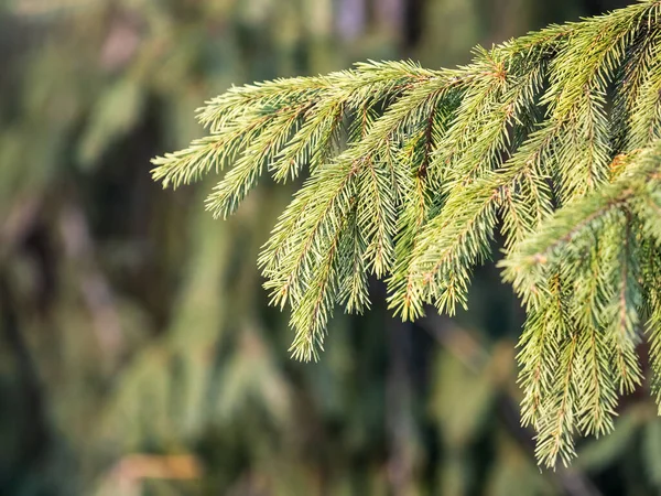 Green Fir Branches Winter Sunset Branches Fir Tree Background Closeup — Stock Photo, Image