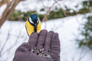 The tit eats seeds from a hand. A tit bird sitting on the hand and eating nuts. Caring for animals in winter or autumn.